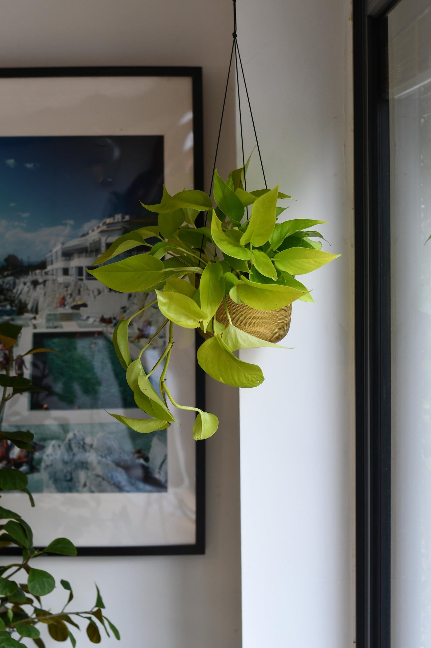 Scindapsus Neon Pothos - Golden Pothos 15cm