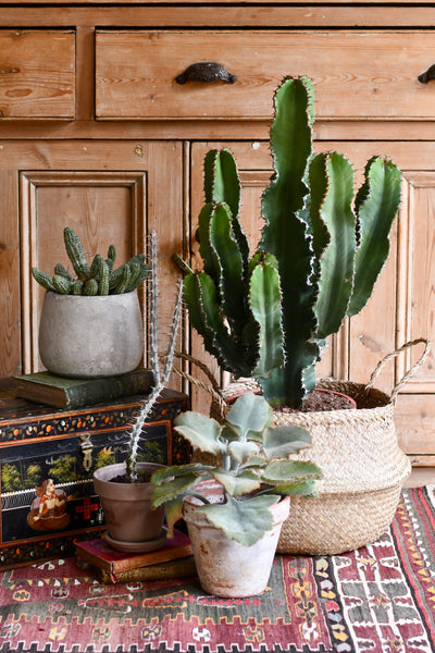 Euphorbia Ingens 90cm, 21cm pot