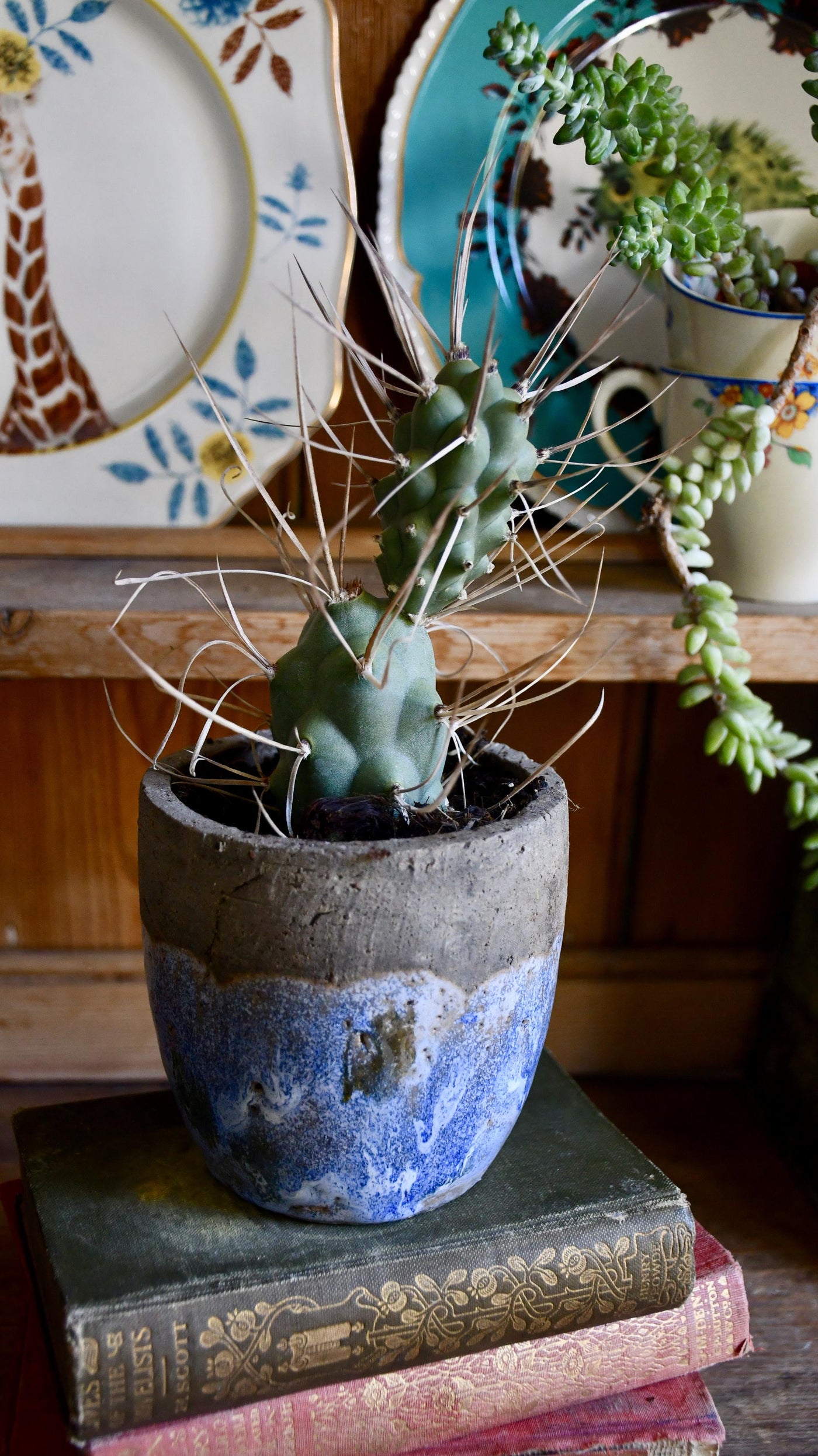 Tephrocactus Aoracanthus Var. P