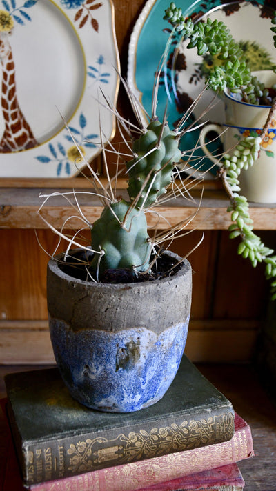 Tephrocactus Aoracanthus Var. P