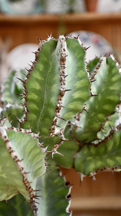 Euphorbia Cooperi