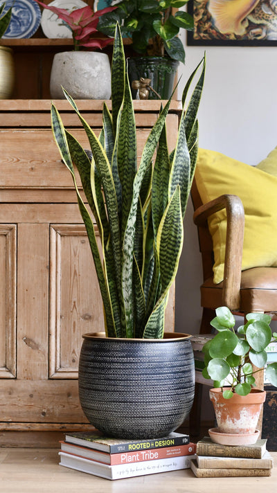 Sansevieria Trifasciata Laurentii & Brass pot