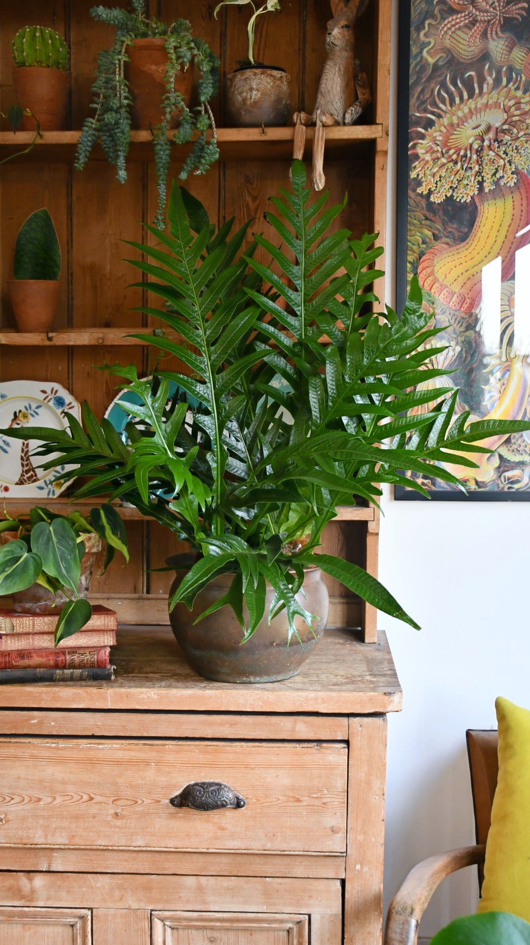 snake fern plant Aglaomorpha Coronans | Snake Leaf Fern