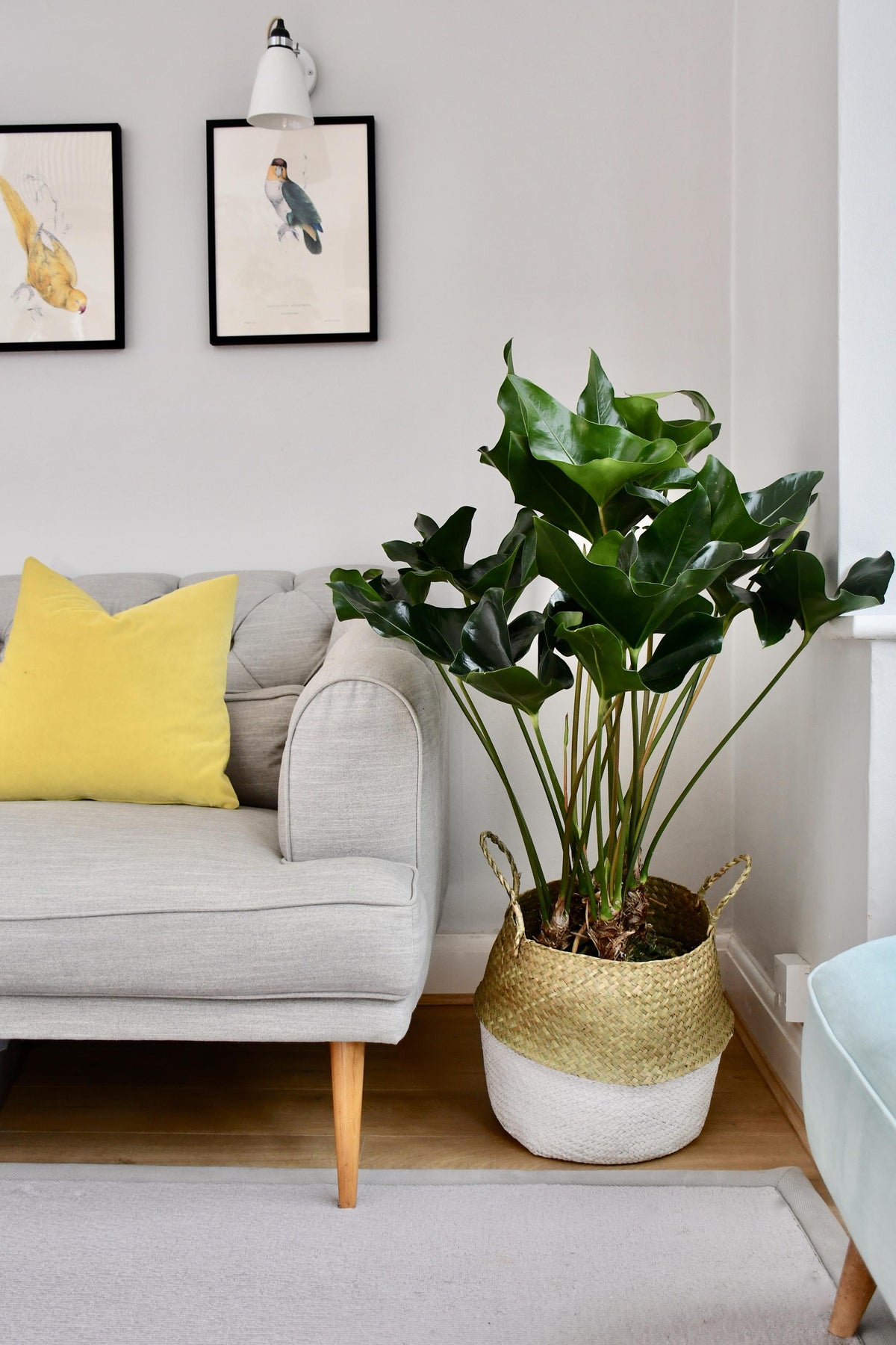 anthurium arrow care Anthurium Arrow