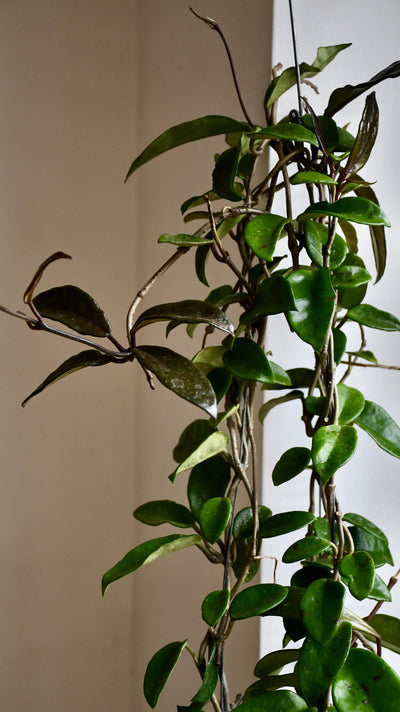 Hoya Carnosa - Wax Plant