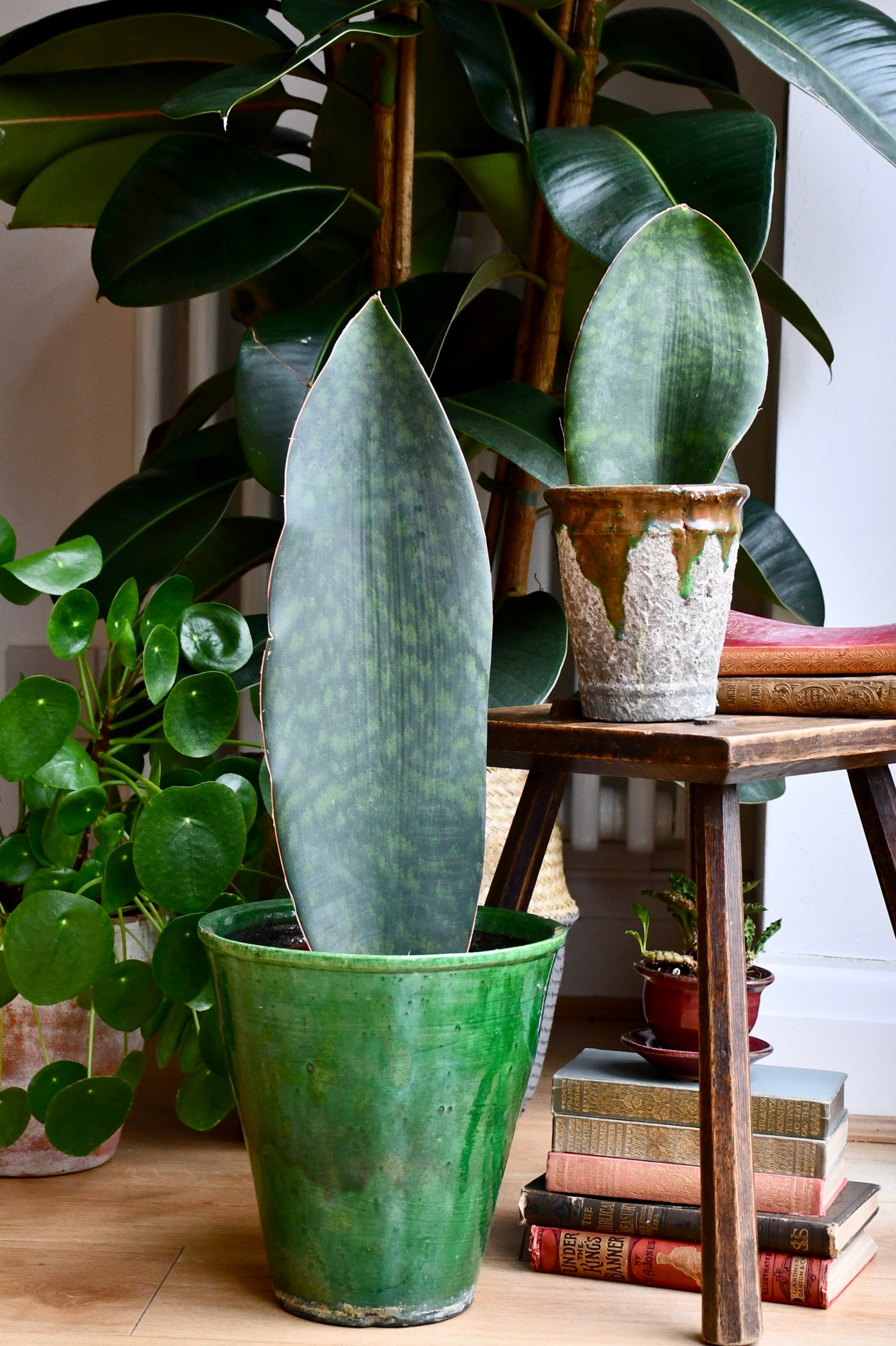 snake plant victoria Snake Plant | Sansevieria Victoria