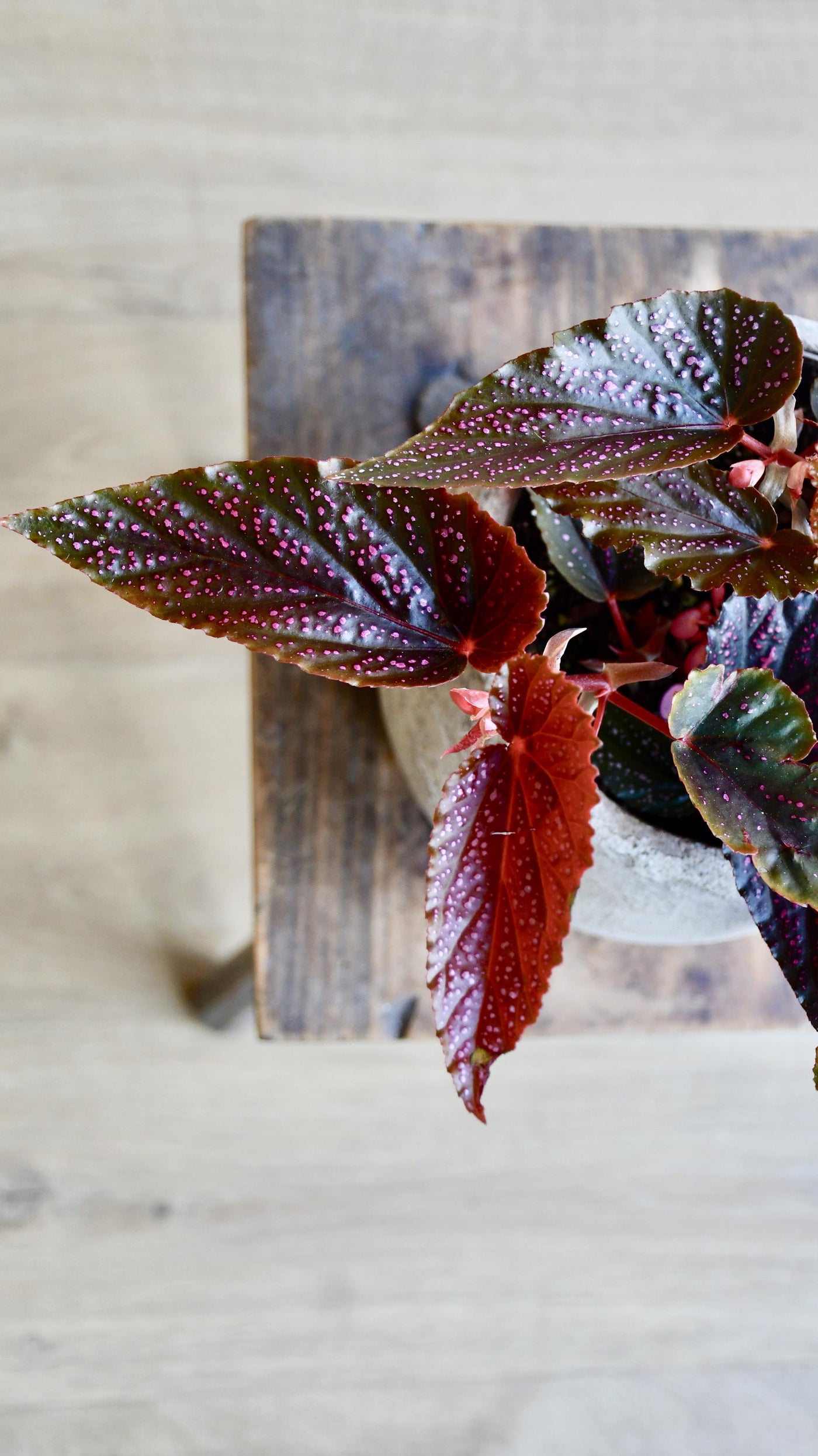 Begonia Benigo (Pink Polka dot)