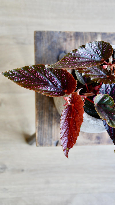 Begonia Benigo (Pink Polka dot)