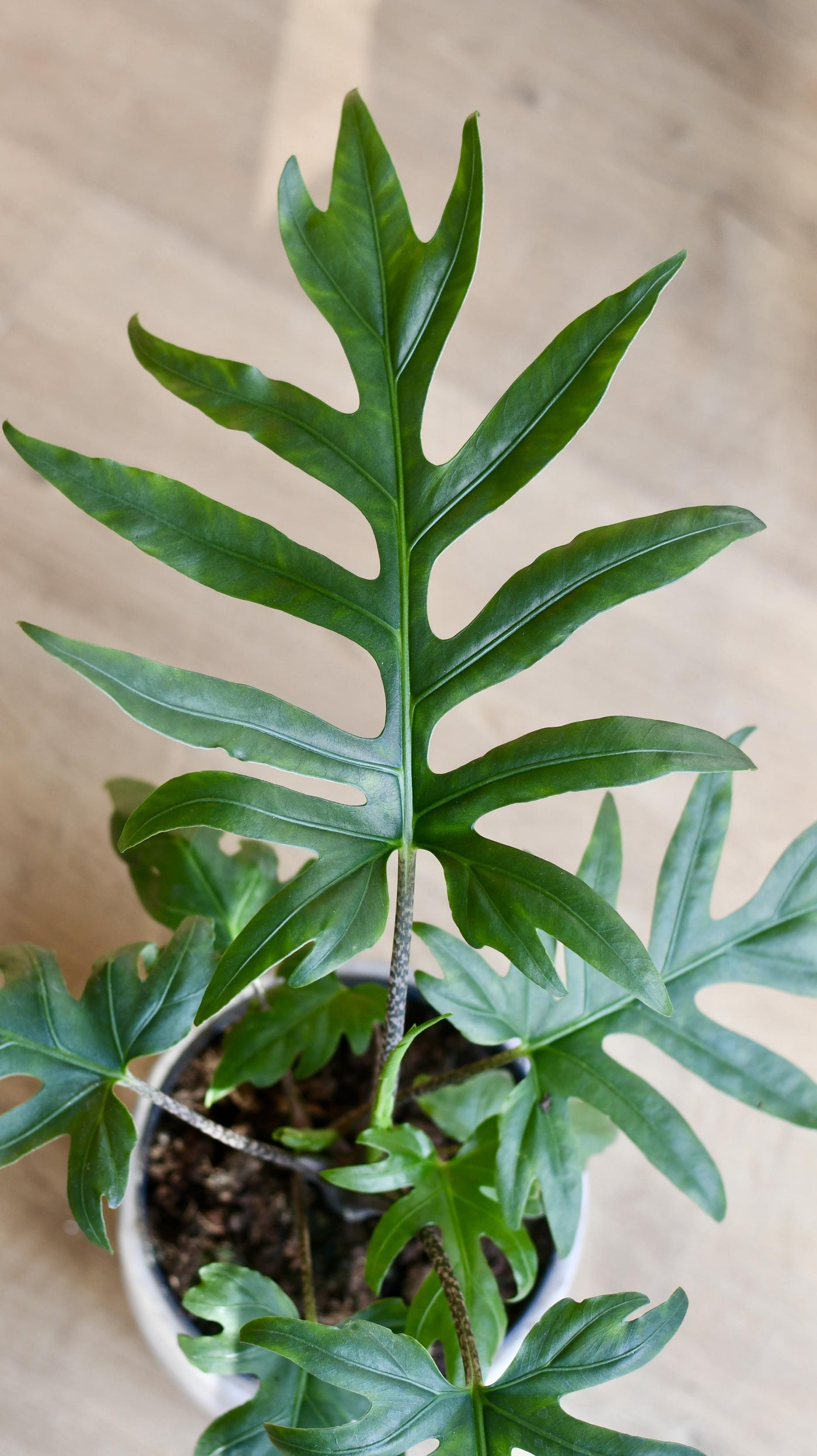 Alocasia Brancifolia