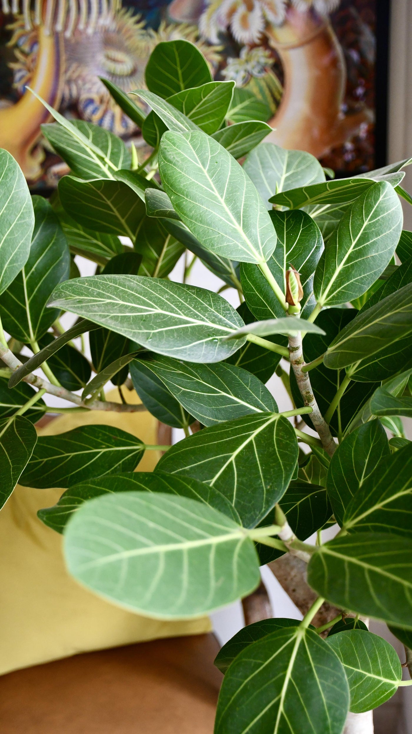 Ficus benghalensis Audrey (Bengal Fig)