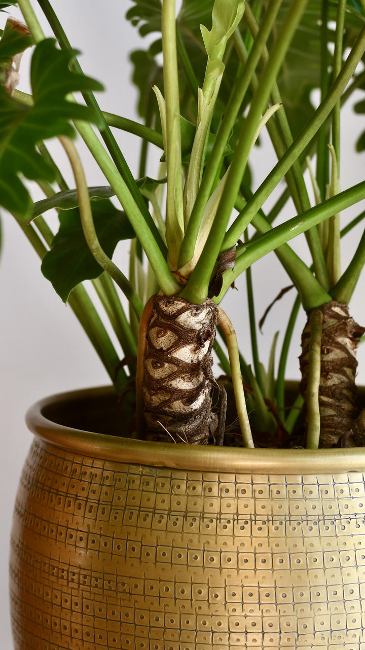 xanadu plant care indoor Philodendron Xanadu | Plants Delivered