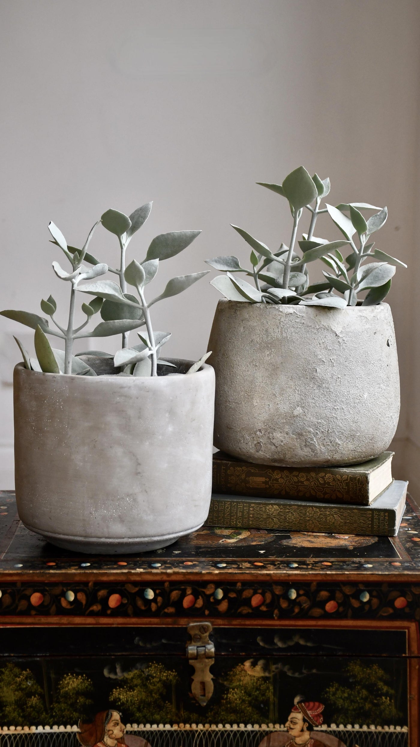 Kalanchoe Bracteata (Silver Teaspoons Plant)