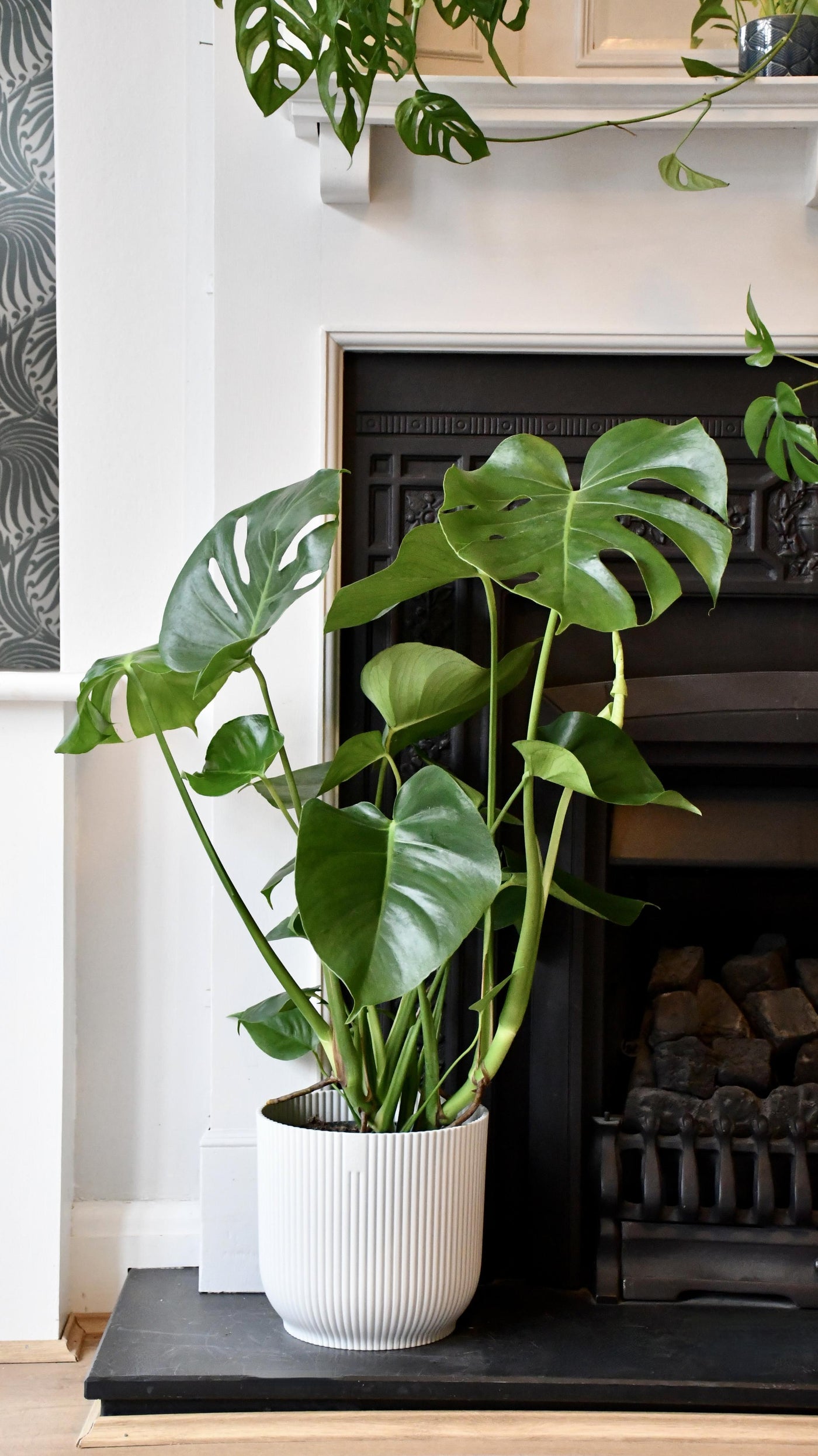 Large Monstera Deliciosa - Swiss Cheese Plant & Vibes Pot