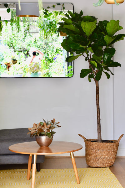 Extra Large Fiddle Leaf Fig Tree (Ficus Lyrata Tree, Lollipop Shaped Tree)