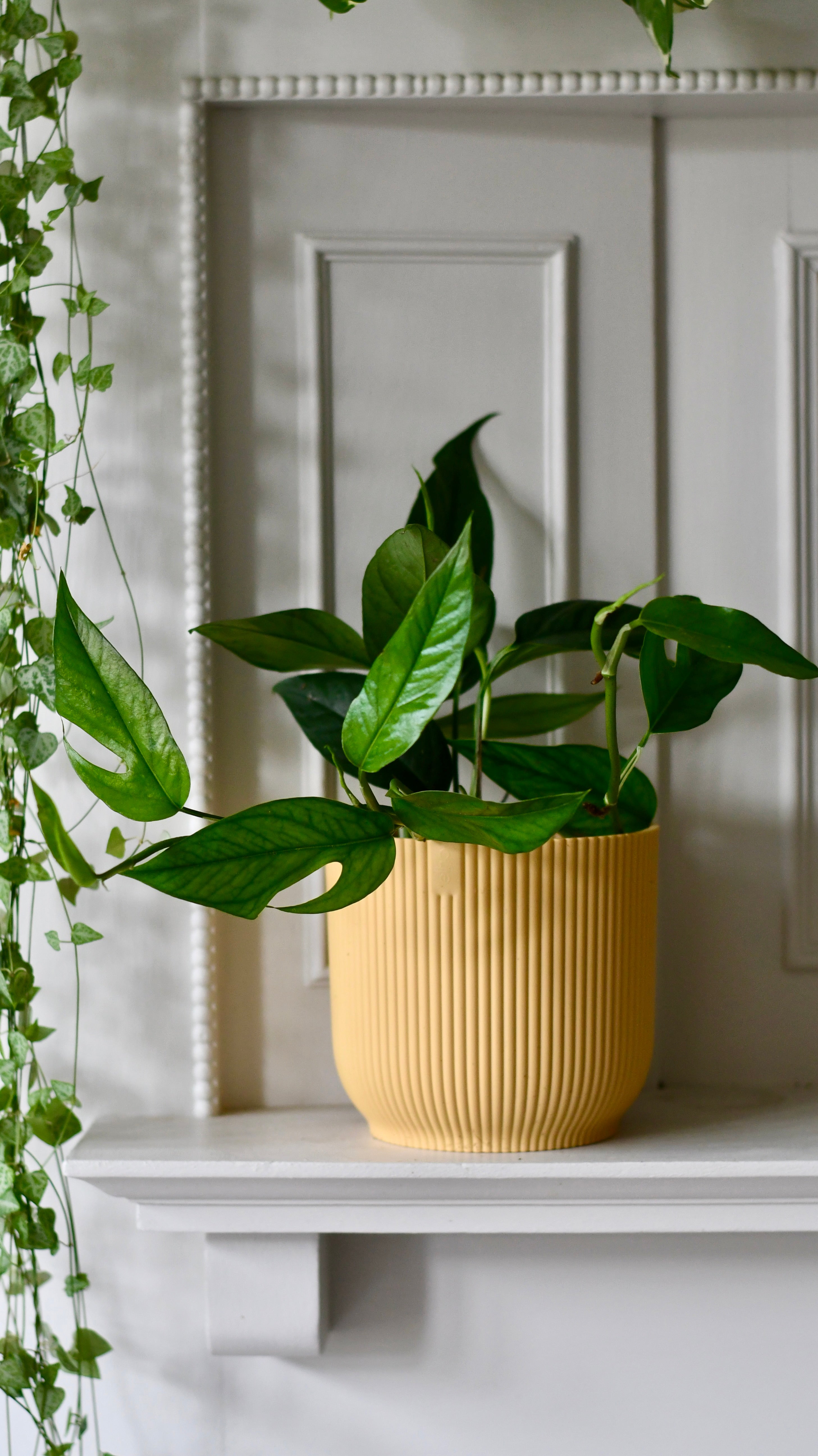 Epipremnum Pinnatum Blue Form Happy Houseplants Happy Houseplants