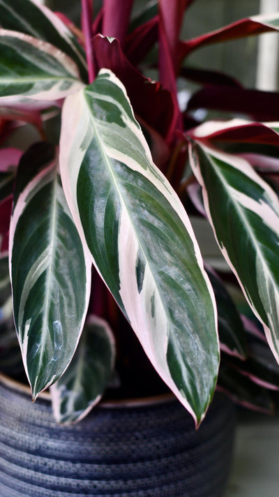 Calathea Stromanthe Triostar & Tembesi Pot