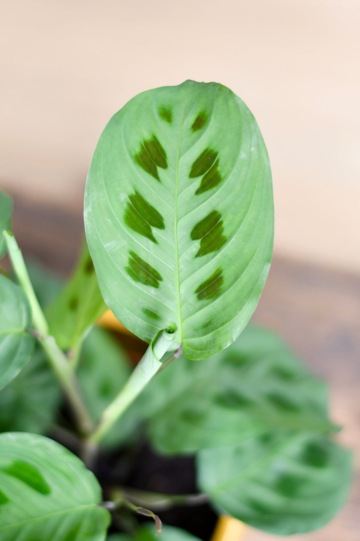 Maranta Kerchoveana (Prayer Plant) & Vibes Pot