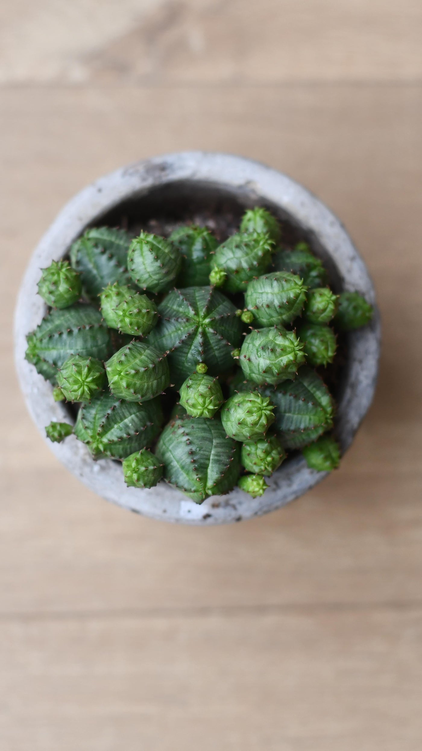 Euphorbia Globosa *rare*