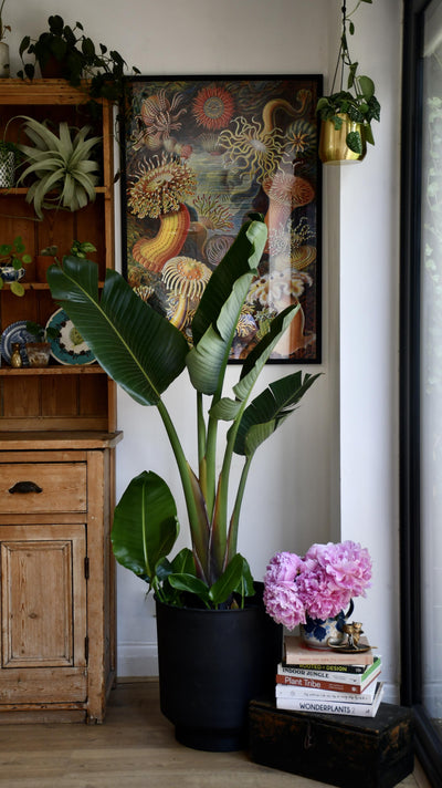 Strelitzia Nicolai - Bird of Paradise