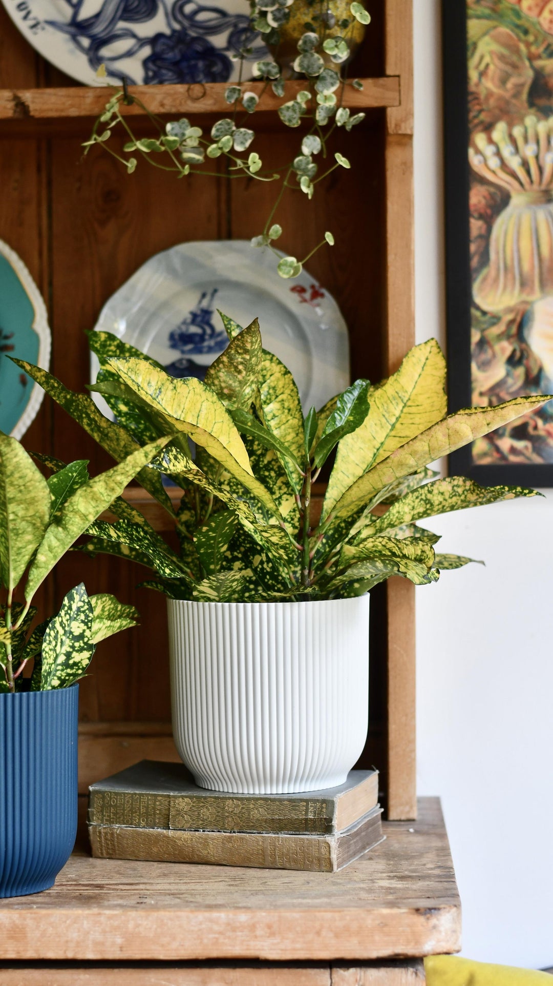 star of david house plant Codiaeum Variegatum 'Sunny Star' | Online Plants