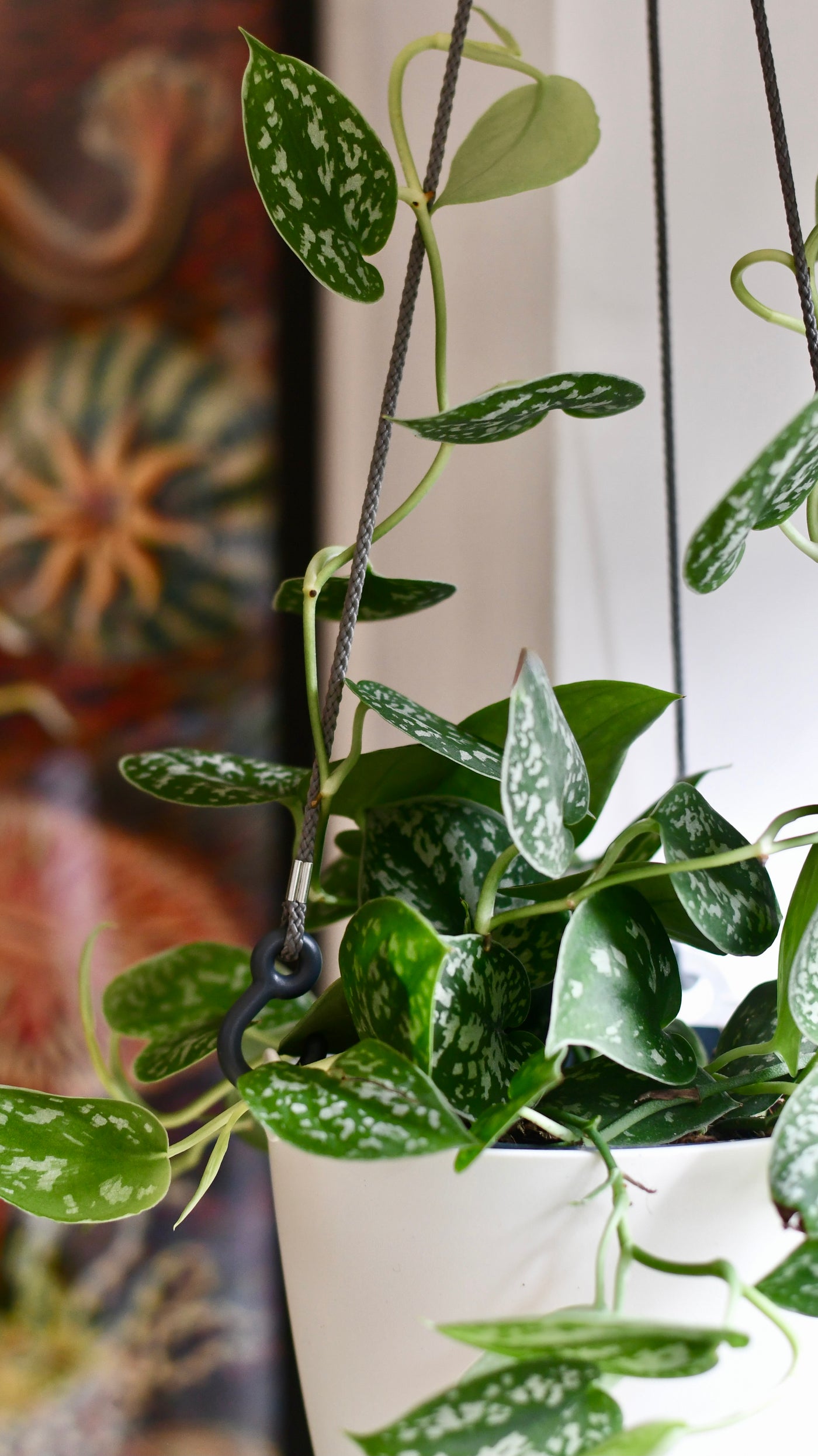 Scindapsus Pictus & Hanging Basket