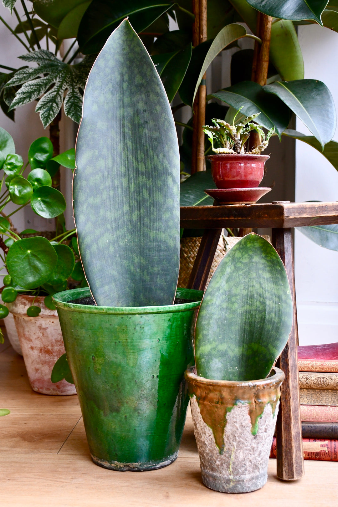 sansevieria victoria care Snake Plant | Sansevieria Victoria