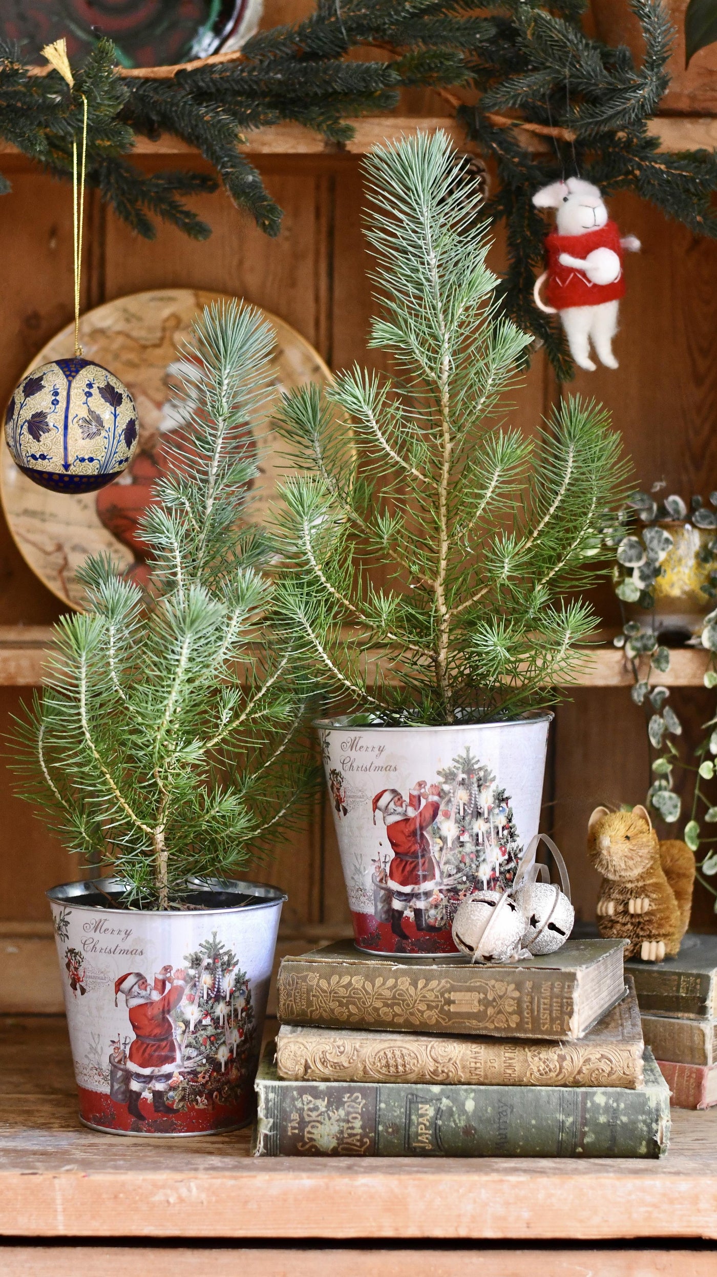 Mini Real Christmas Tree – Small Potted Spruce