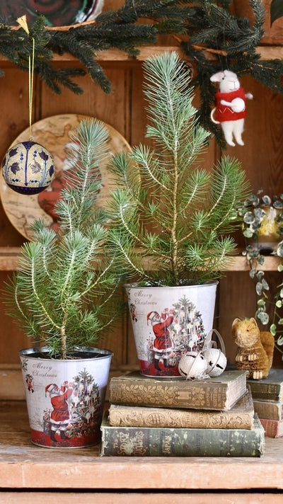 Mini Real Christmas Tree – Small Potted Spruce