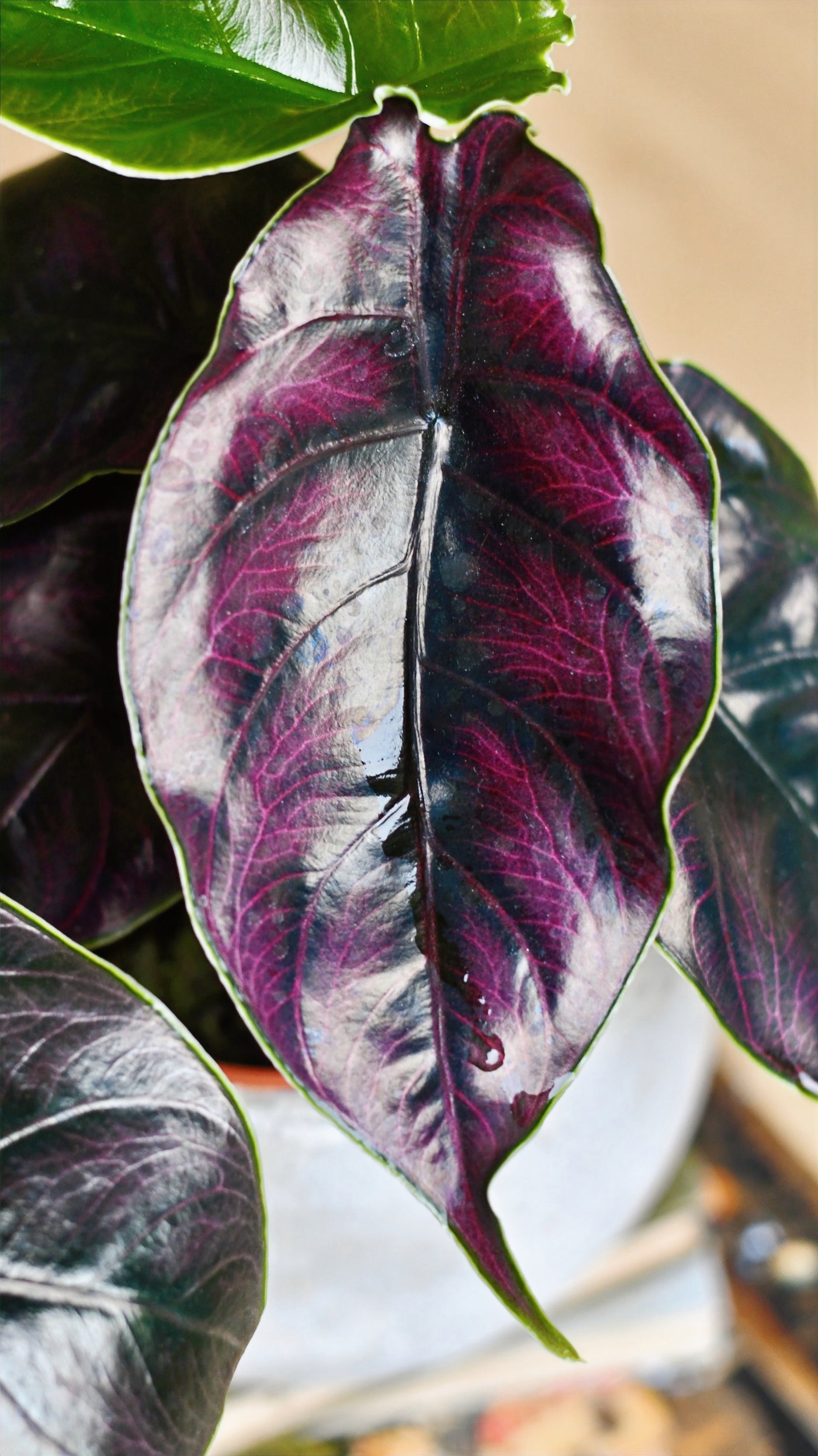 Alocasia Azlanii | Jewel Alocasia 'Red Mambo’ | Happy Houseplants ...