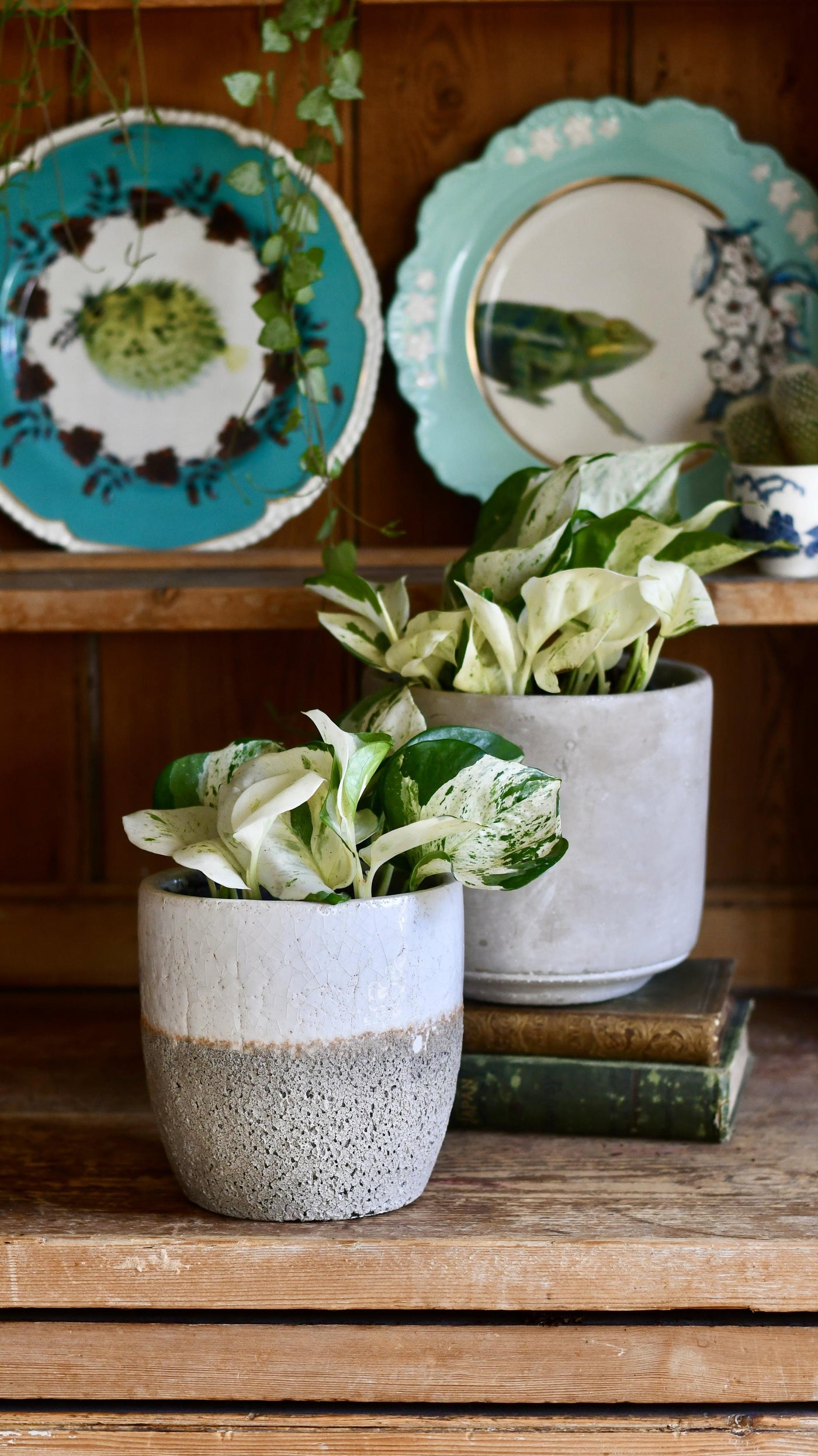 Epipremnum Happy Plant