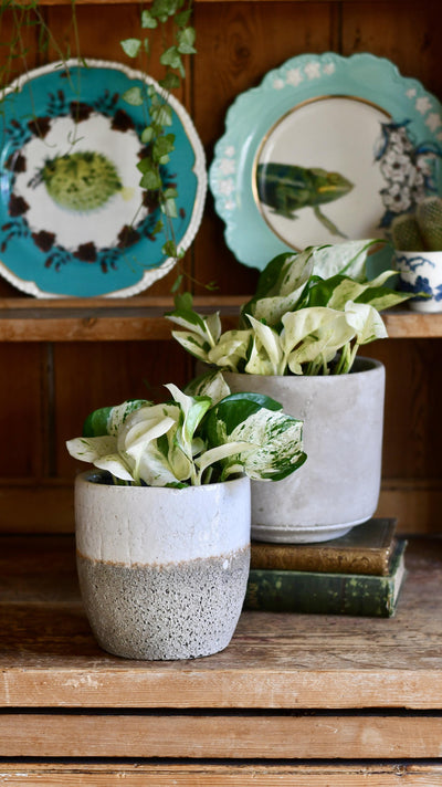 Epipremnum Happy Plant
