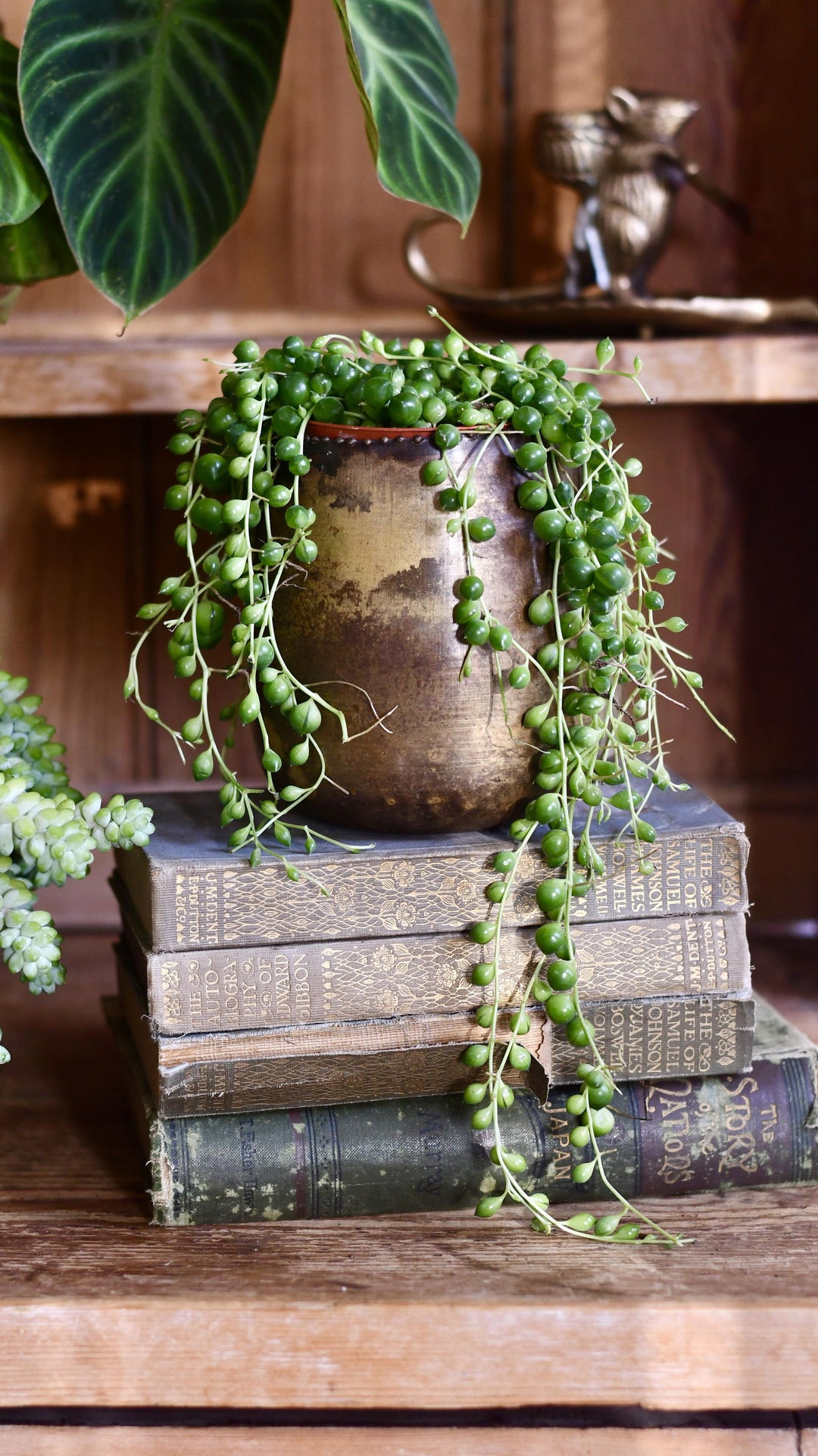 pearl succulent flower Senecio Rowleyanus | String of Pearls
