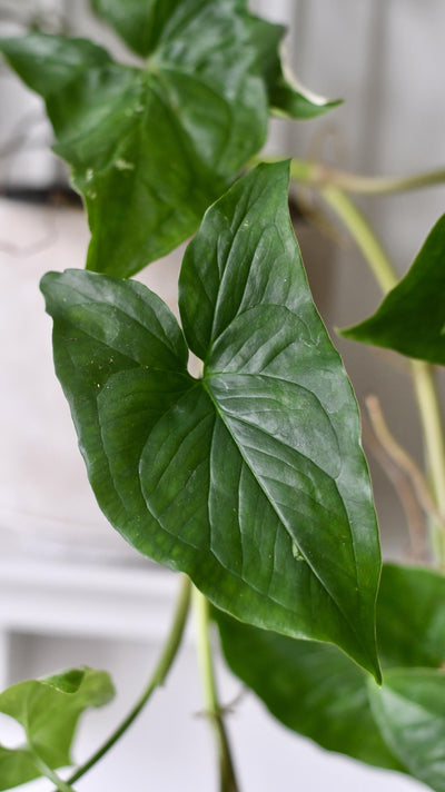 Syngonium Podophyllum