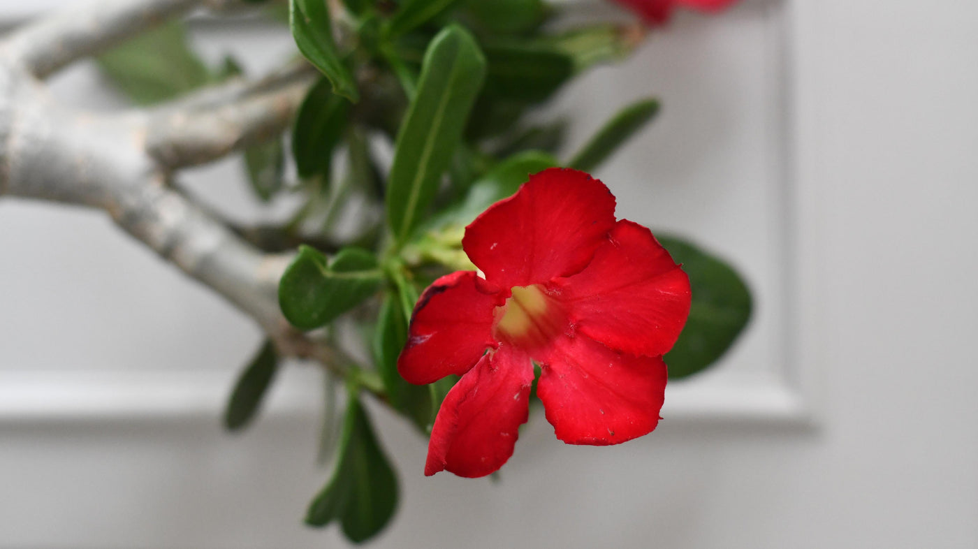 Adenium Obesum -Desert Rose 10cm x 30cm