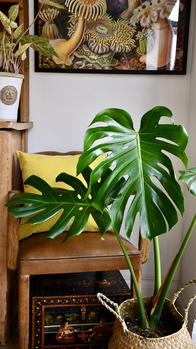 Medium Monstera Deliciosa (Elegant Stem Form)