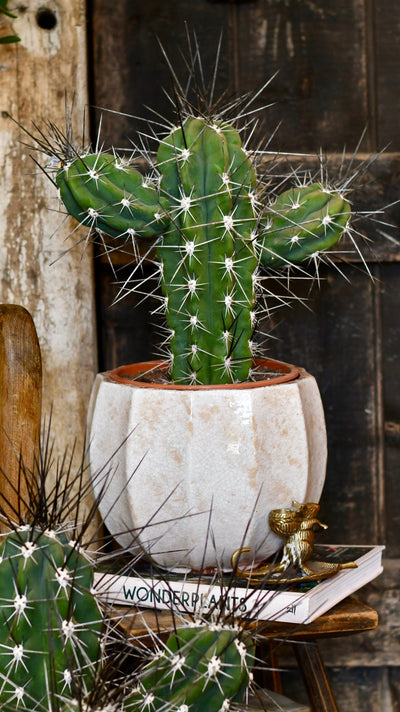 Stetsonia coryne - Toothpick Cactus *rare*