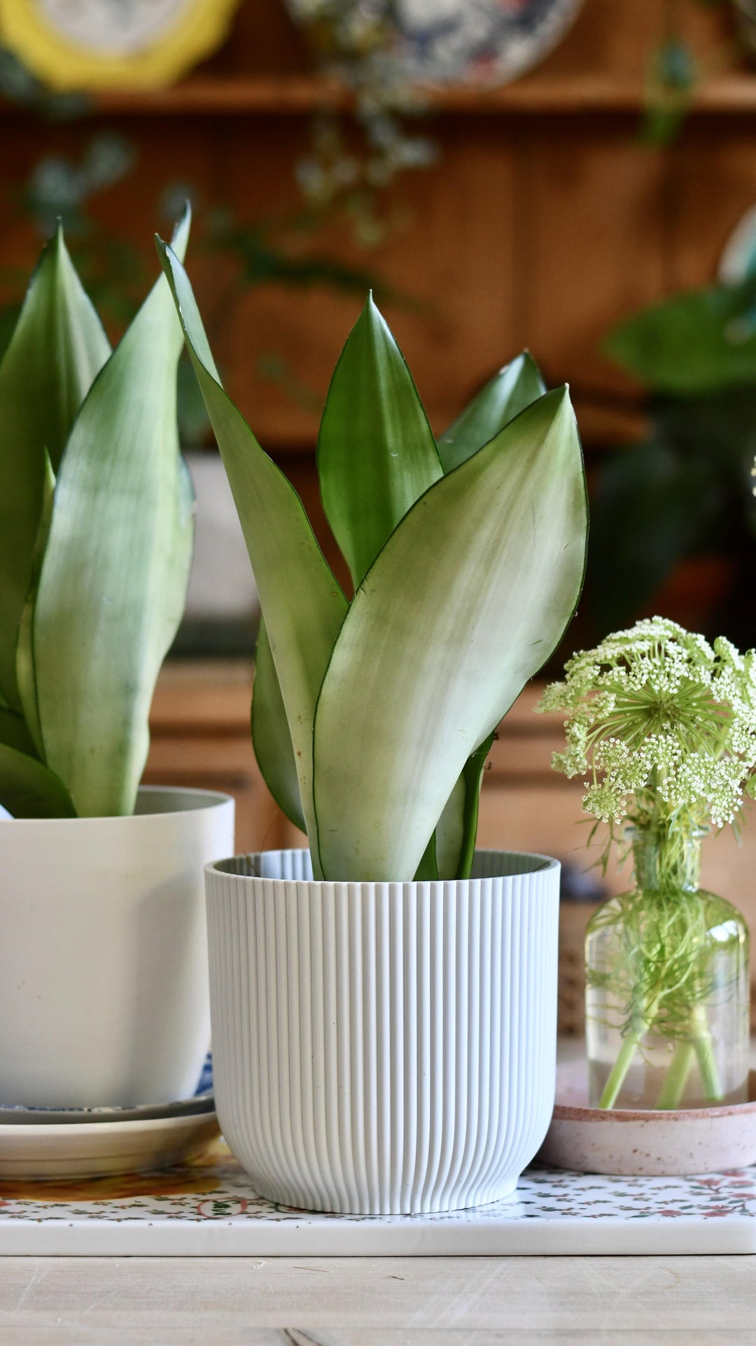 Sansevieria Trifasciata 'Moonshine' | Snake Plant
