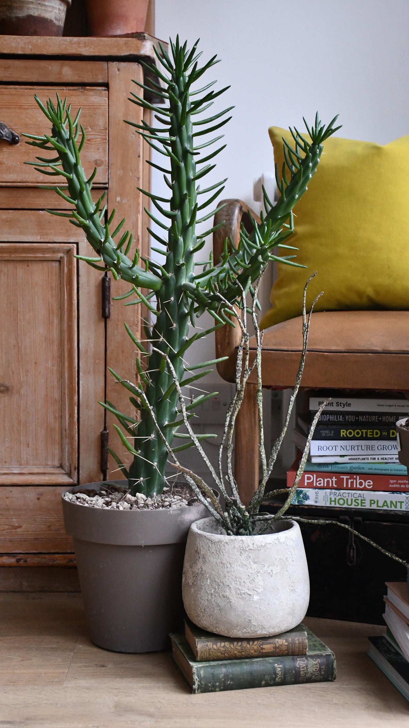 rare cactus house plants Opuntia Subulata | Rare Cactus