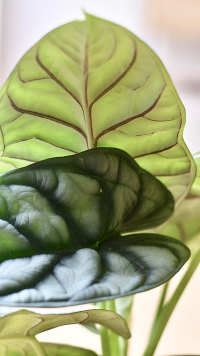 Alocasia Silver Dragon