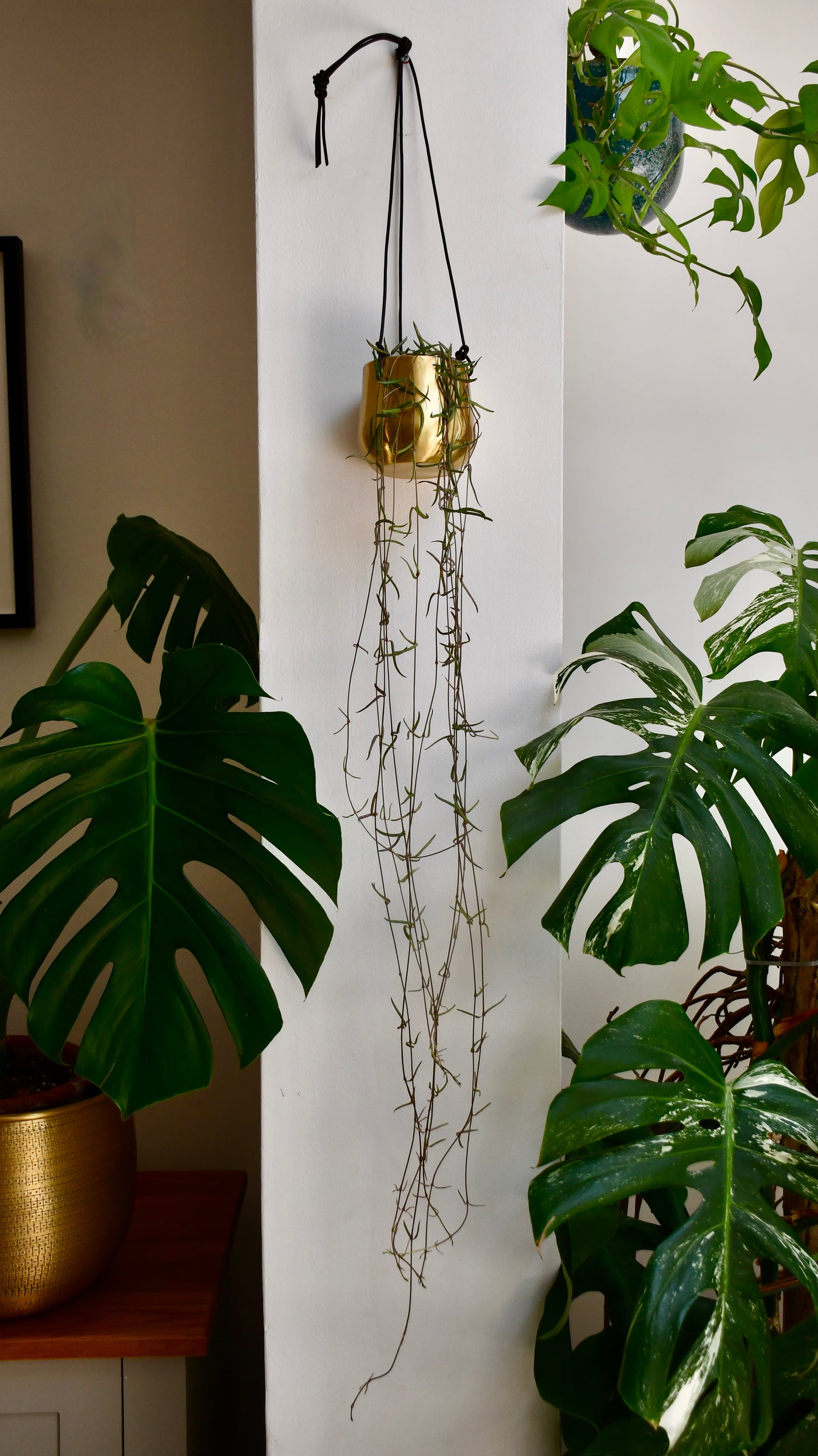 rosary hanging plant Ceropegia Linearis | String of Needles