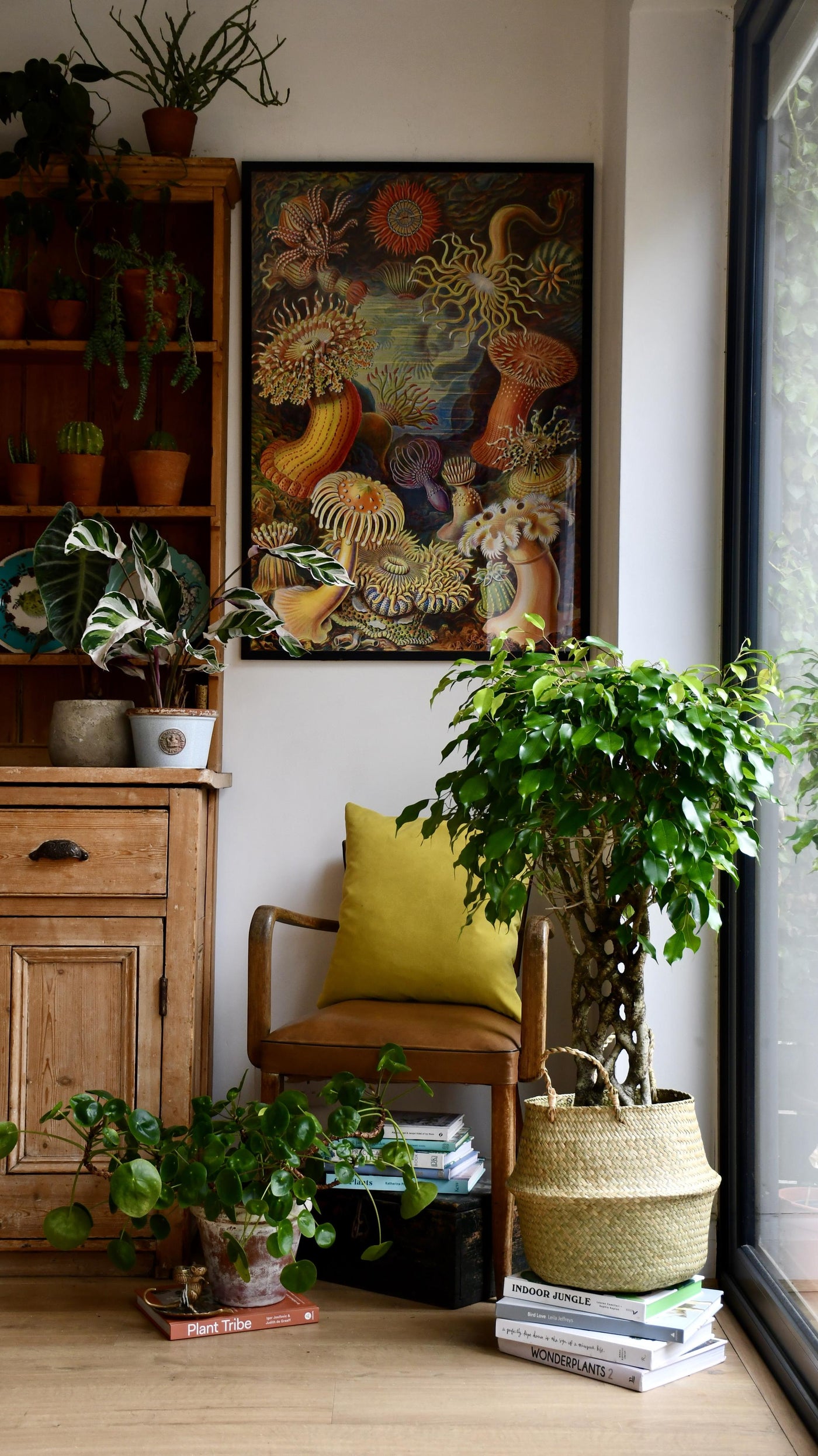 Twisted Weeping fig - Benjamina