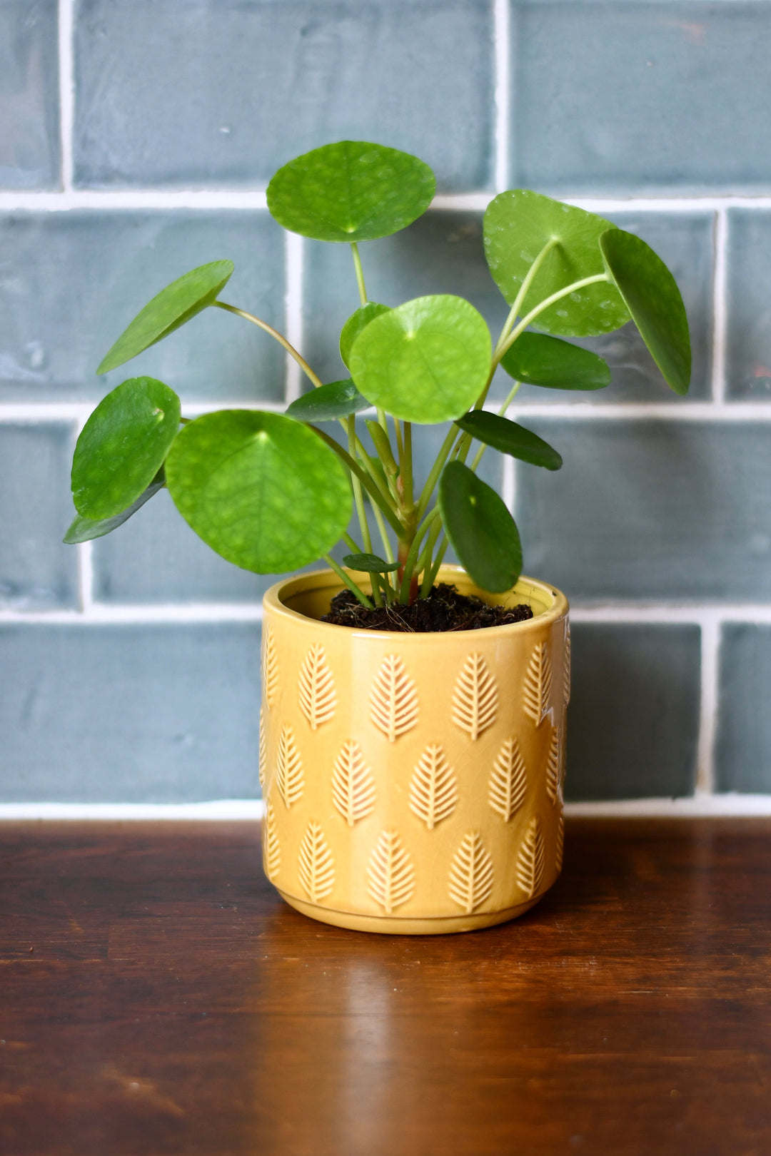 Pilea Peperomioides | Chinese Money Plant