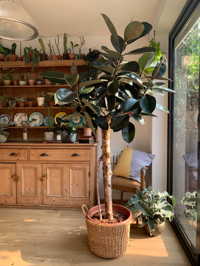 Ficus Burgundy Tree - Rubber Fig