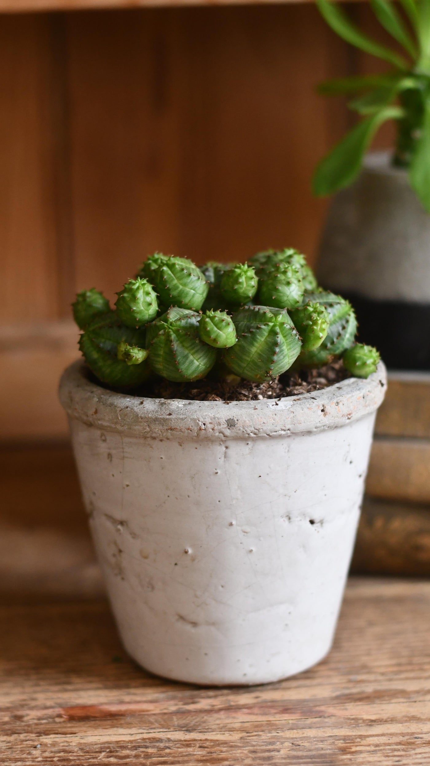 Euphorbia Globosa *rare*