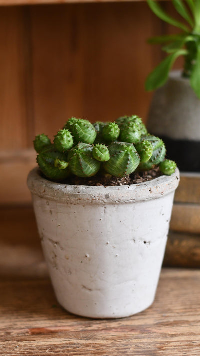 Euphorbia Globosa *rare*