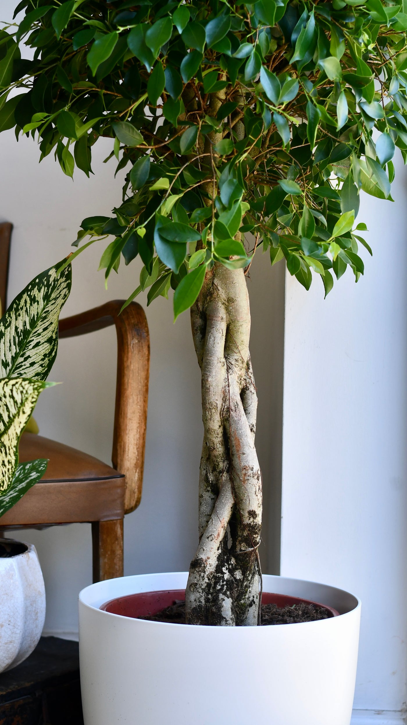 Indian Laurel - Ficus Nitida