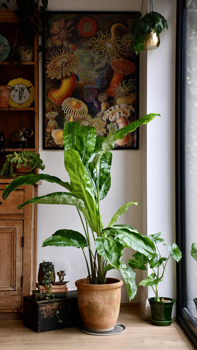 Split-Leaf Cyclanthus (Cyclanthus Bipartitus)