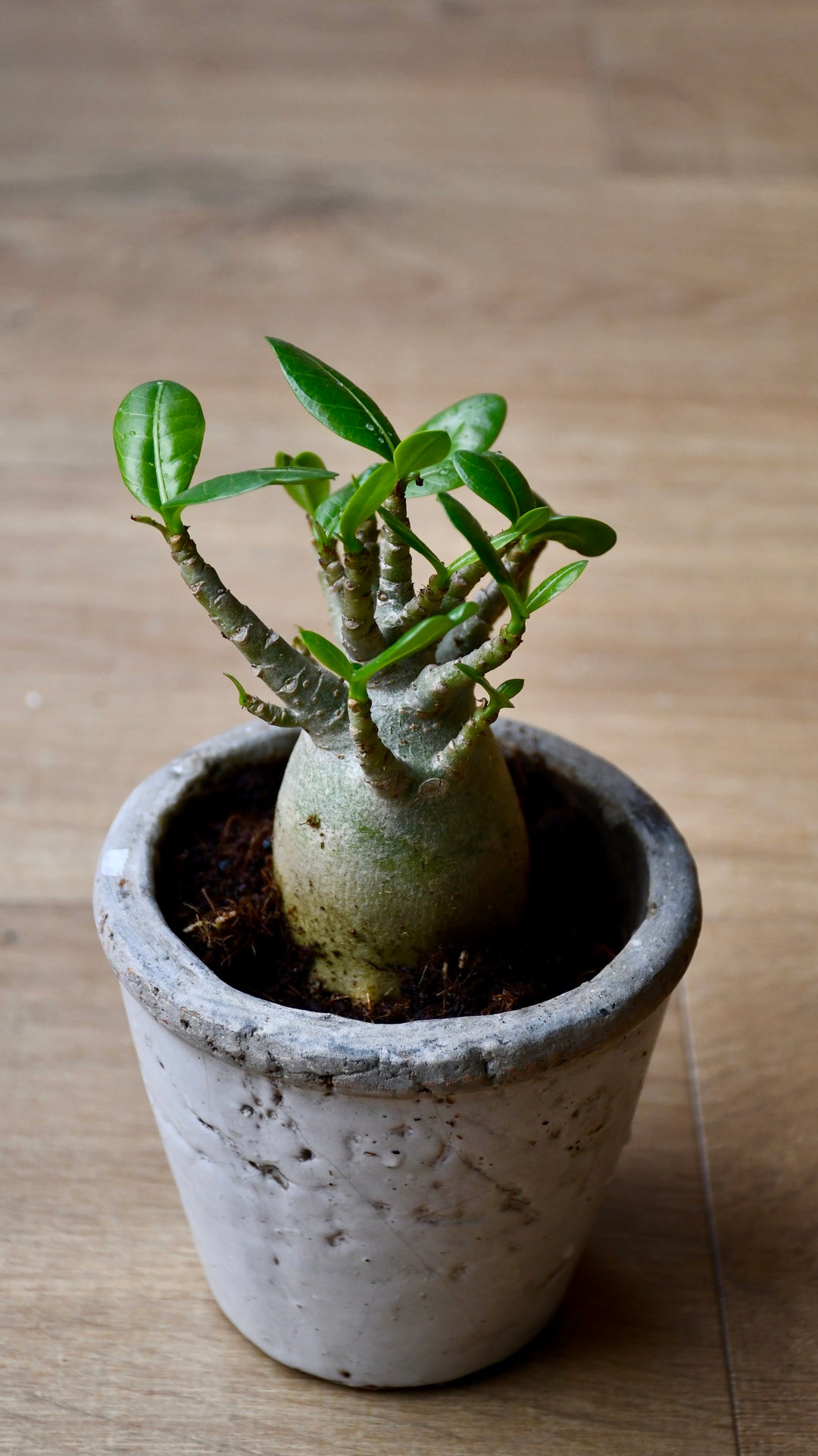 baobab succulent Small Adenium Baobab | UK Delivery