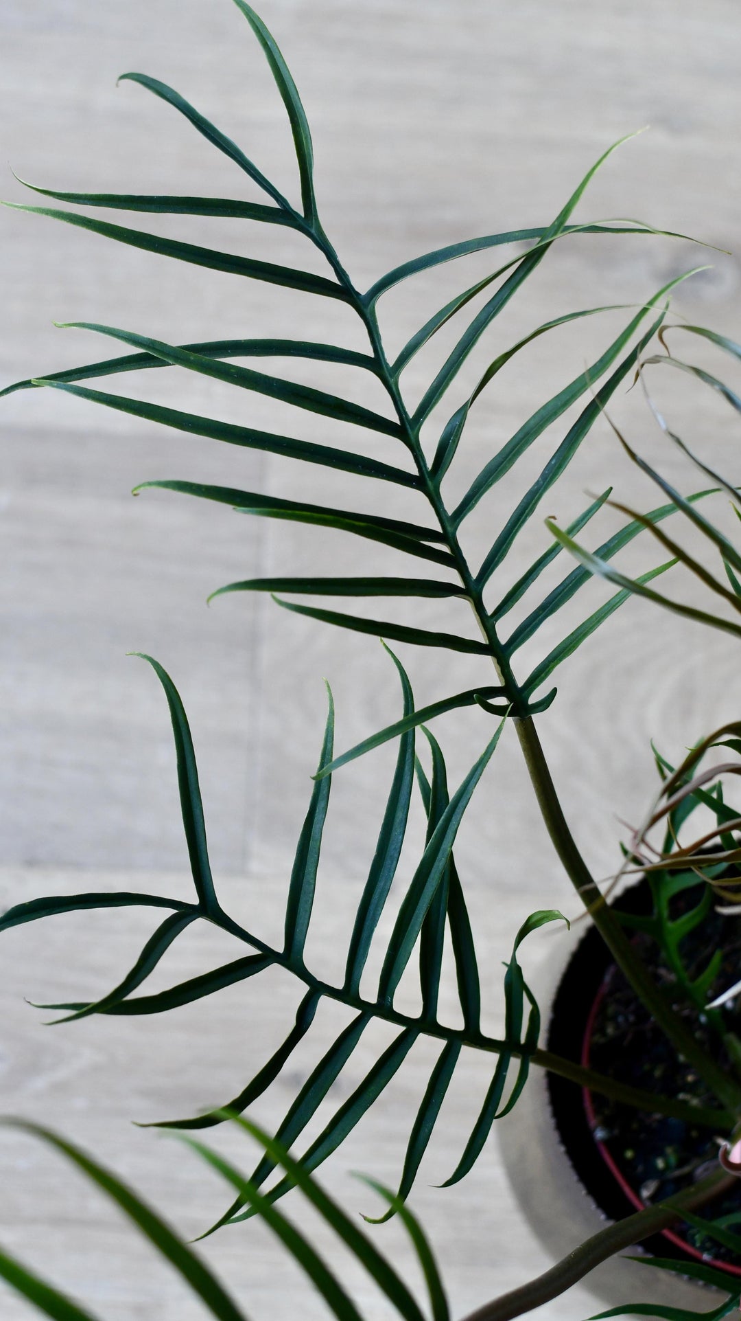 philodendron tortum uk Philodendron Tortum | Rare Houseplants