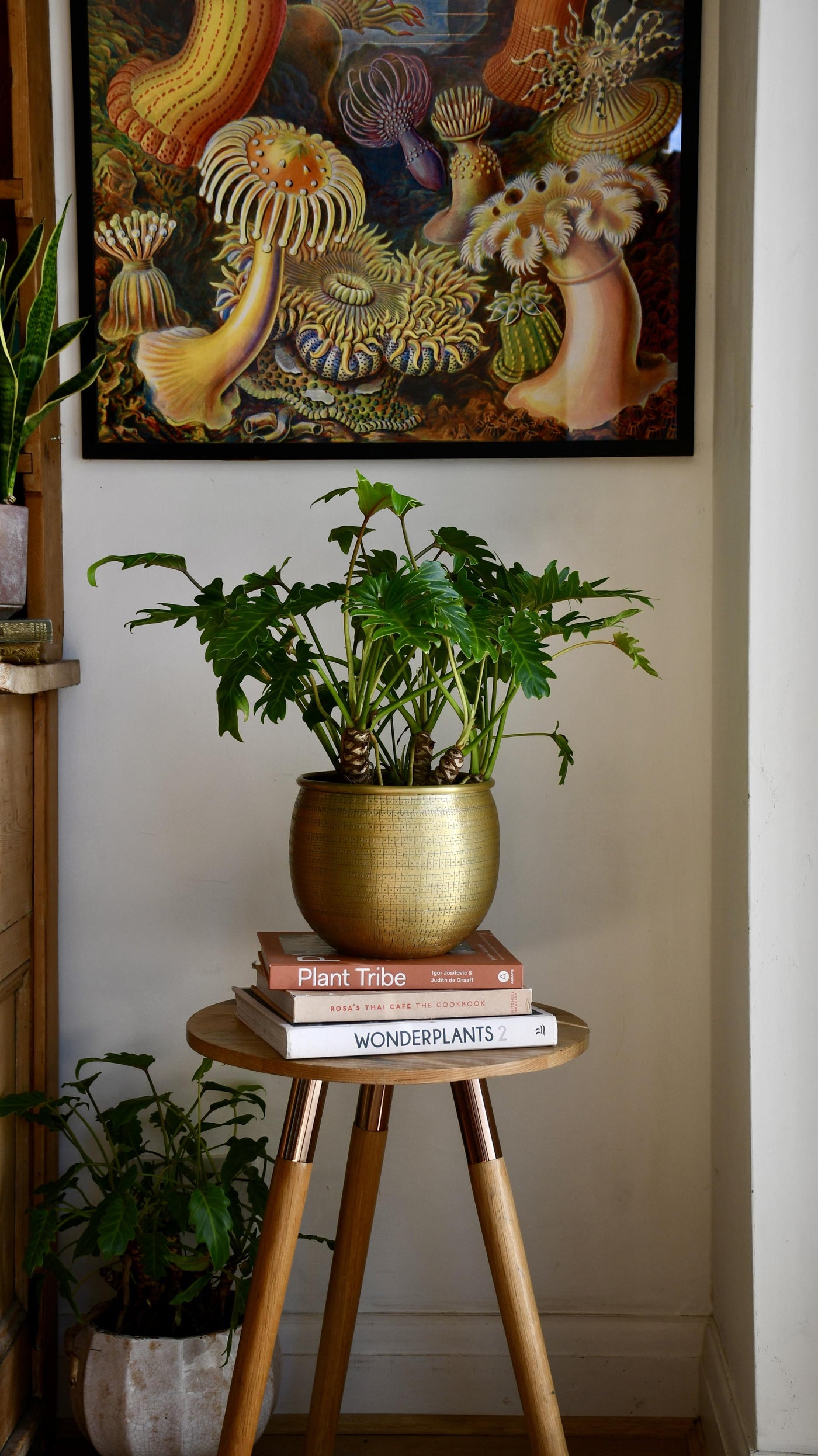 philodendron xanadu bonsai Philodendron Xanadu | Plants Delivered